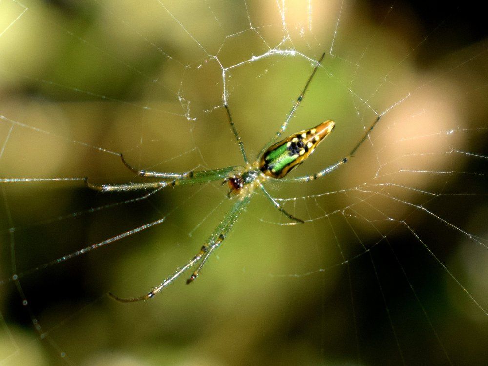 Spider