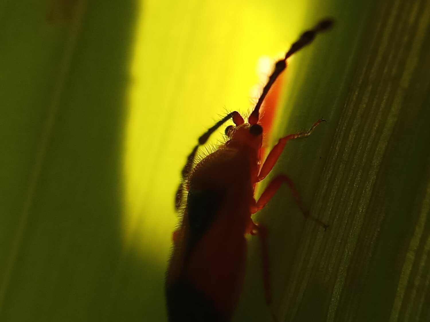 Spindle bug in arecanut