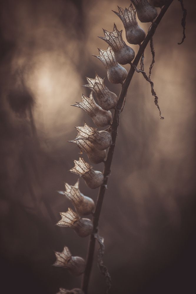 Осенние колокольчики