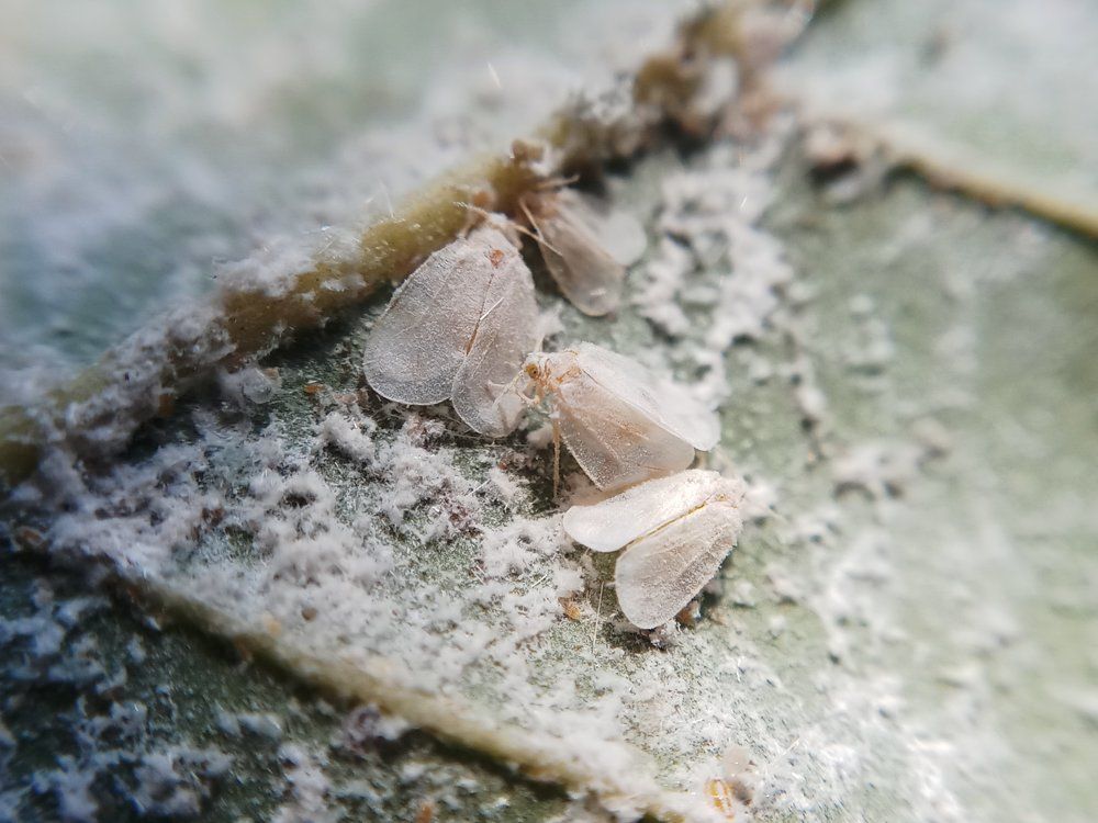 Coconut whitefly