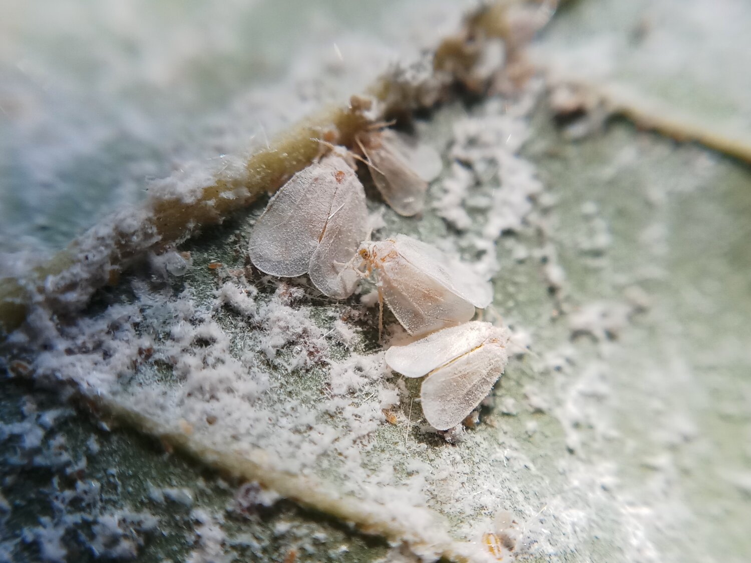 Coconut whitefly