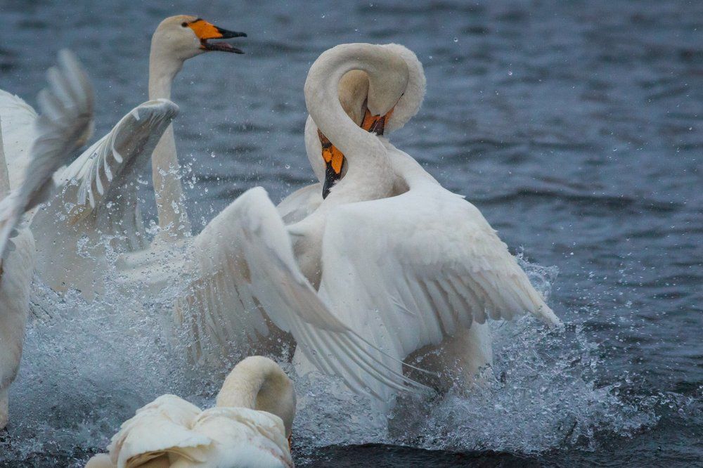 Мужские разговоры