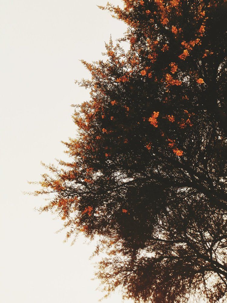 Fire Tree