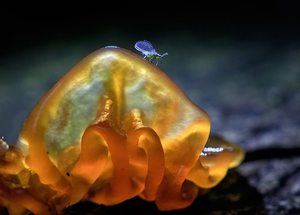 Хозяйка янтарной горы