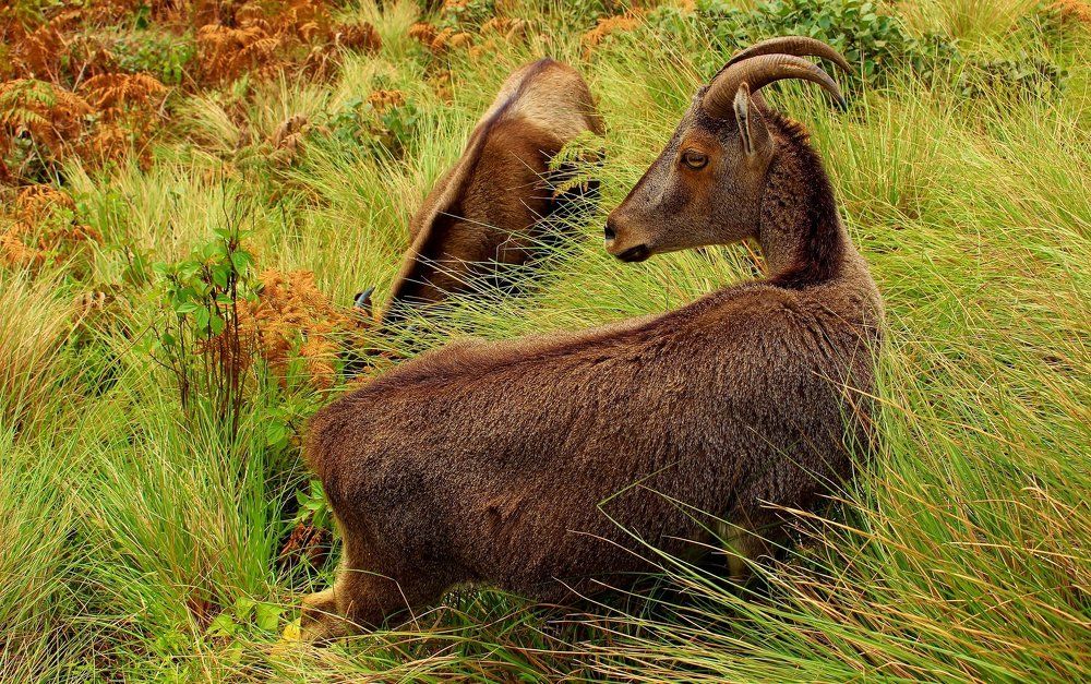 Nilgiri Tahr