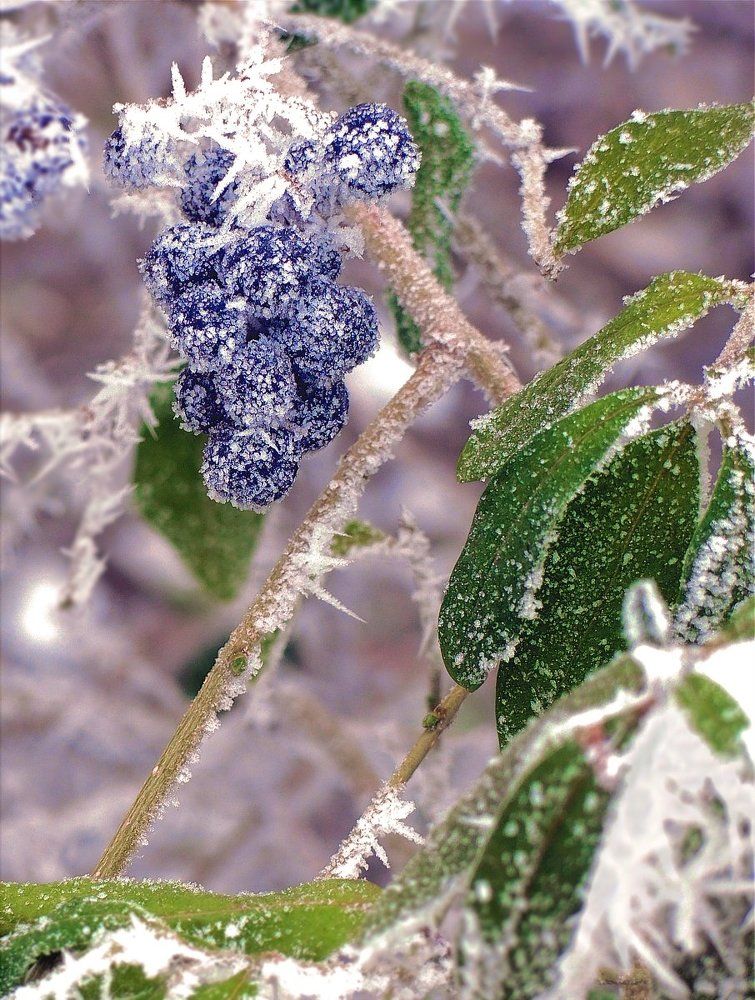 Сахарные ягоды...