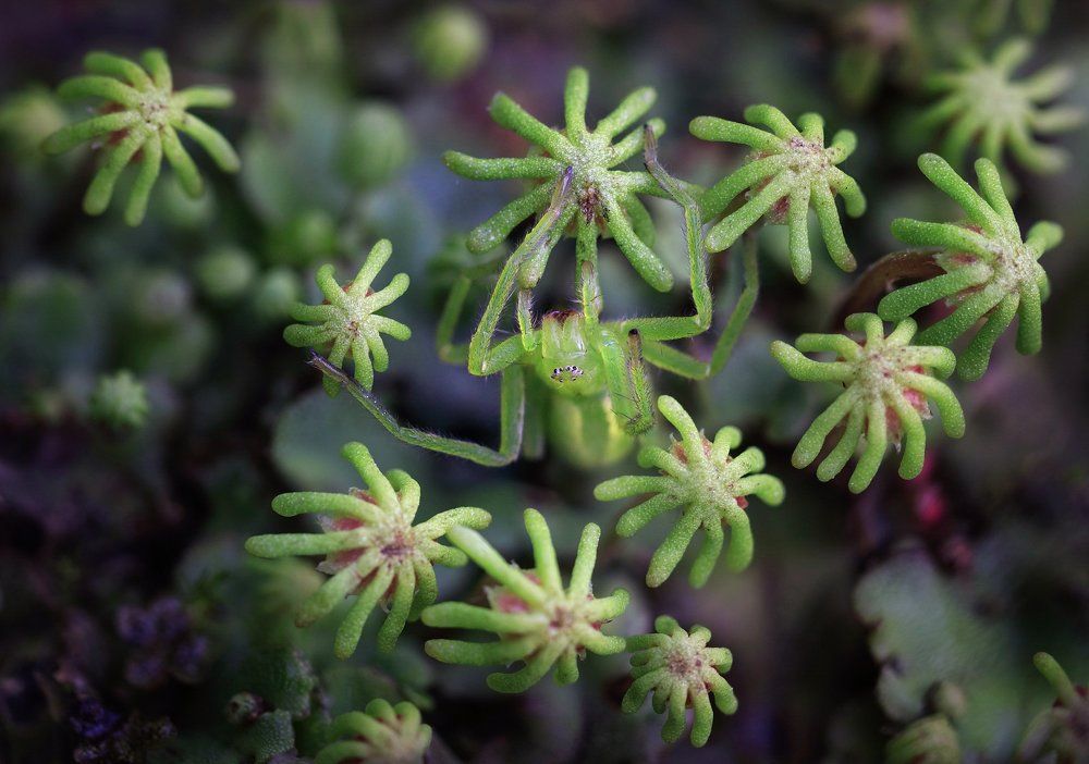 Чудо-остров. Вид сверху