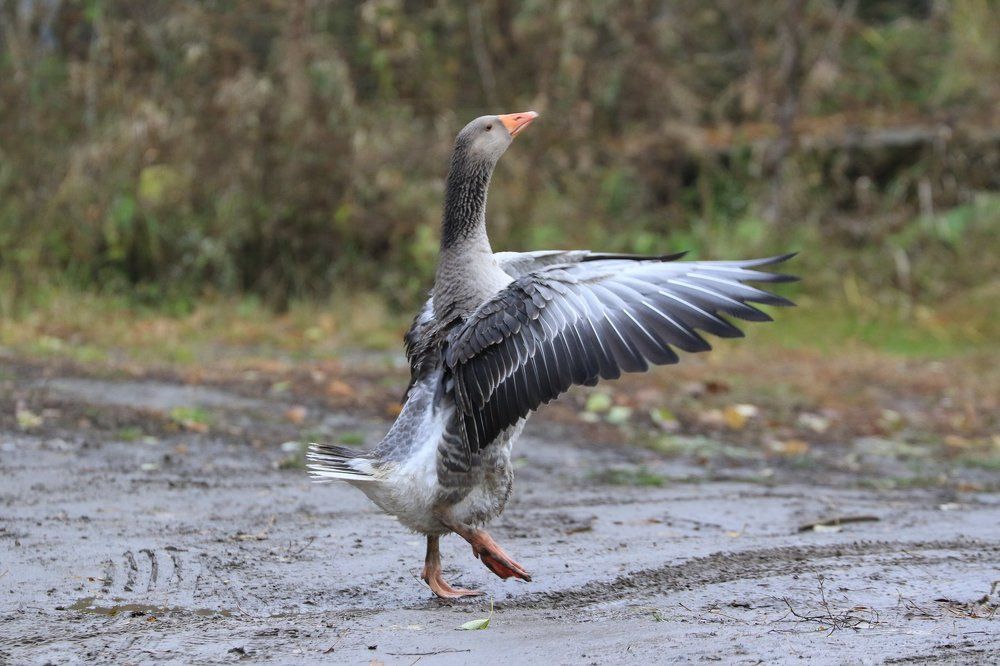 Веселые гуси