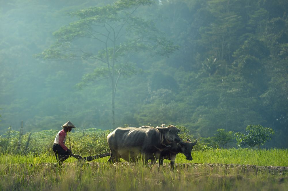 Ngrakal ( plow fields )