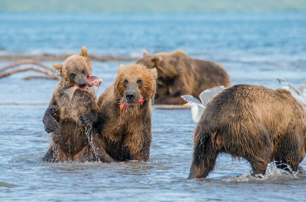 Обед на двоих