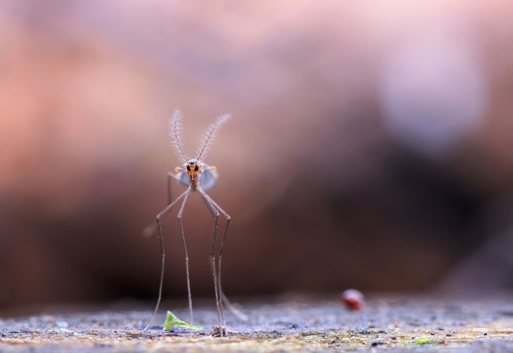 Венерианские сумерки