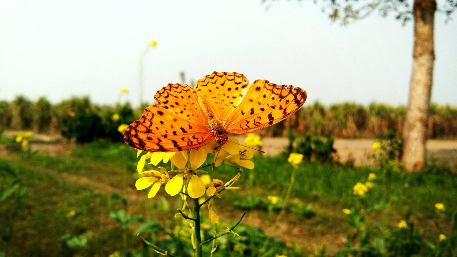 A butterfly is sucking juice from  mustard plant