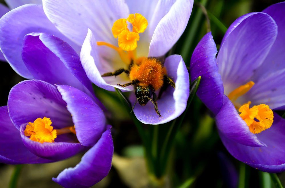 Шмель в крокусах