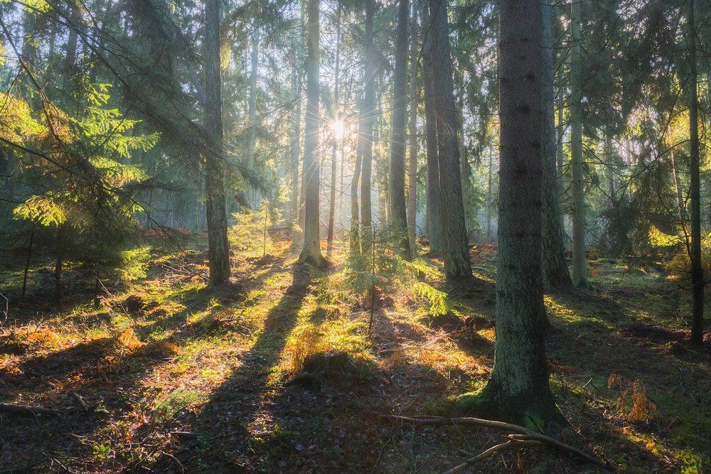 Лесная сказка