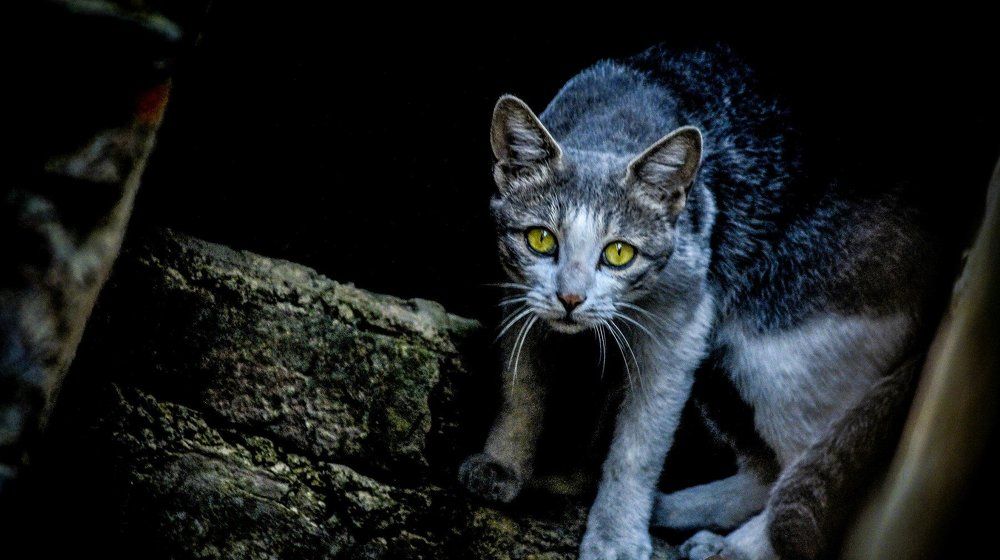 cat