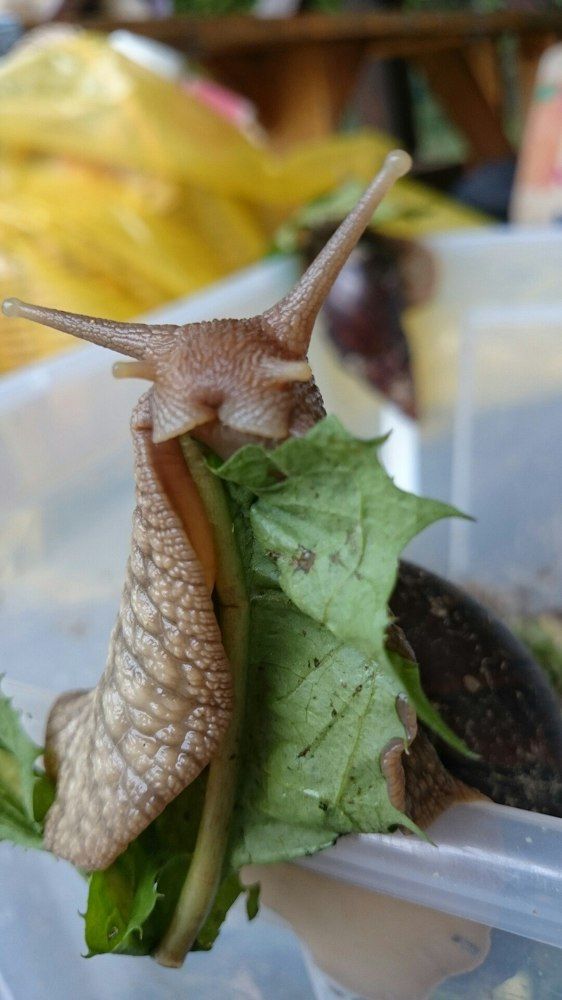 еда полезная