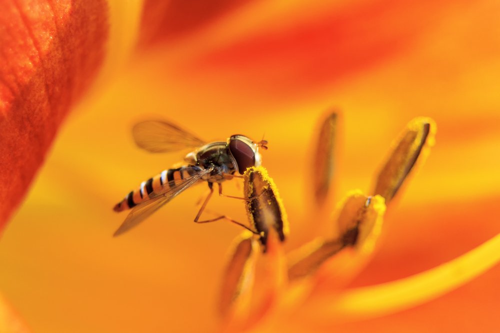 Завтрак под солнцем