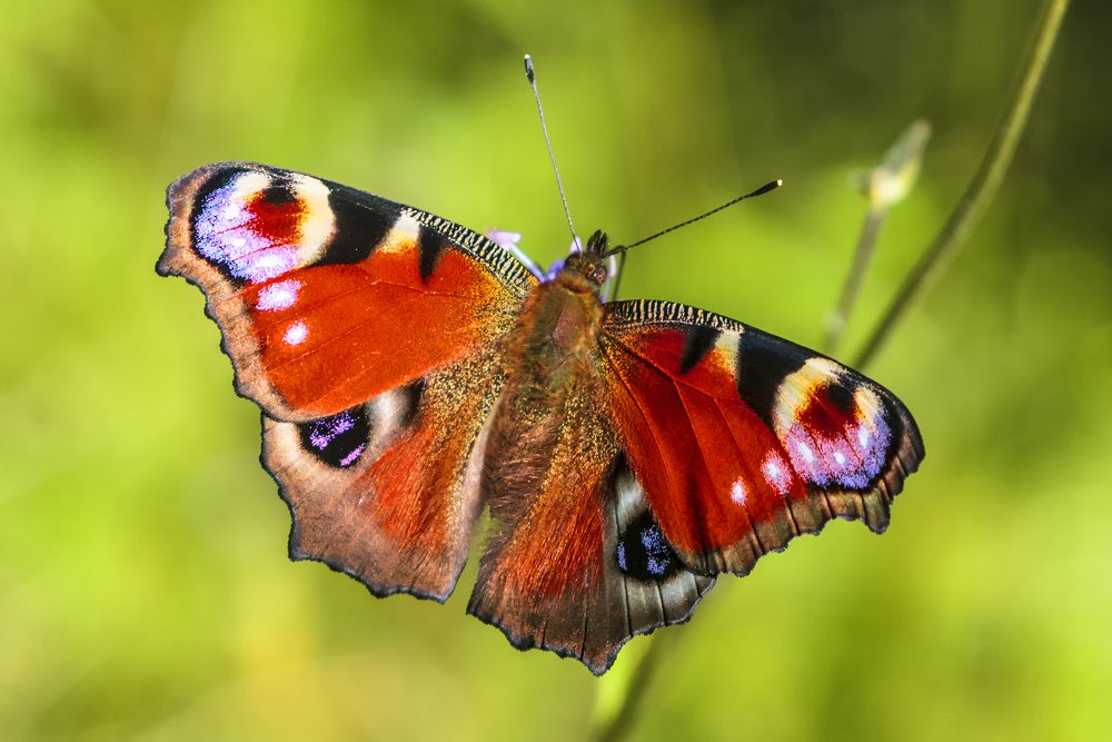 ярче цветка твои крылья