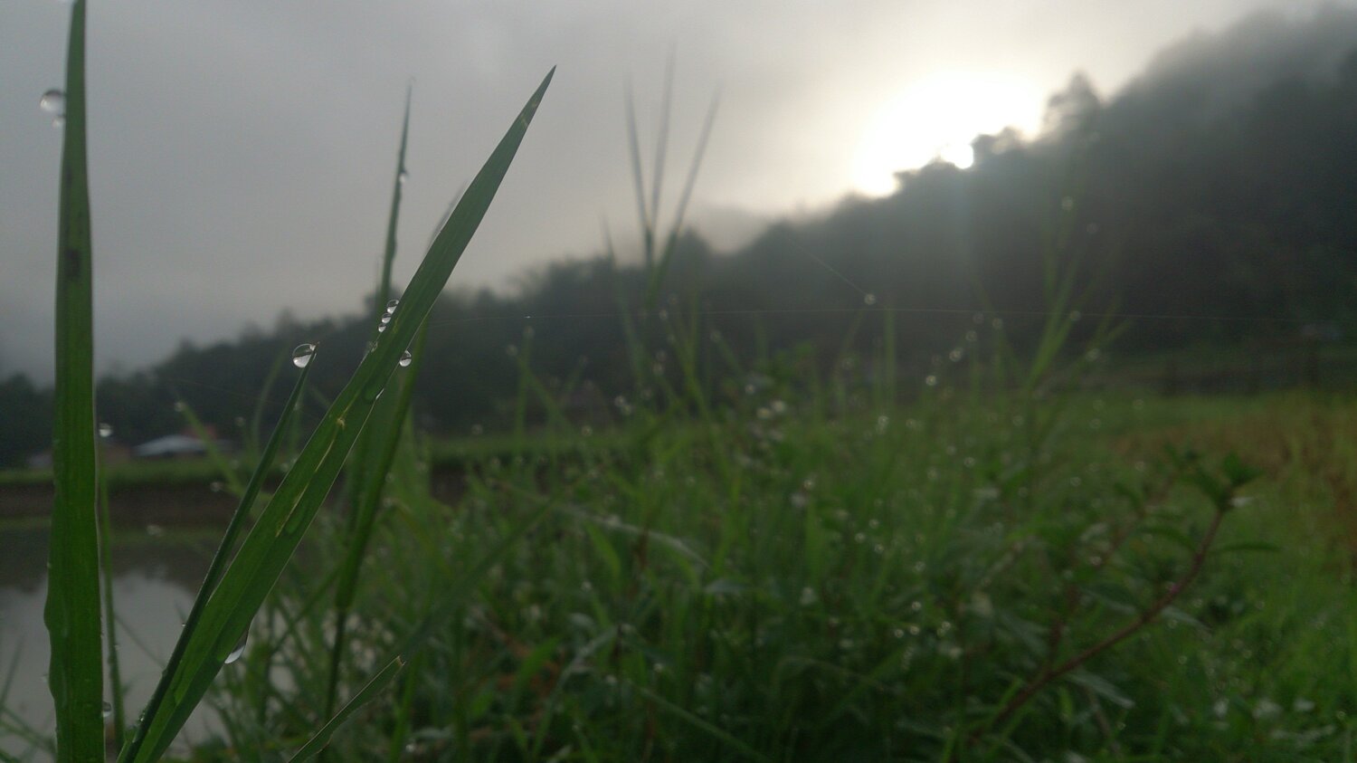 Sweet morning