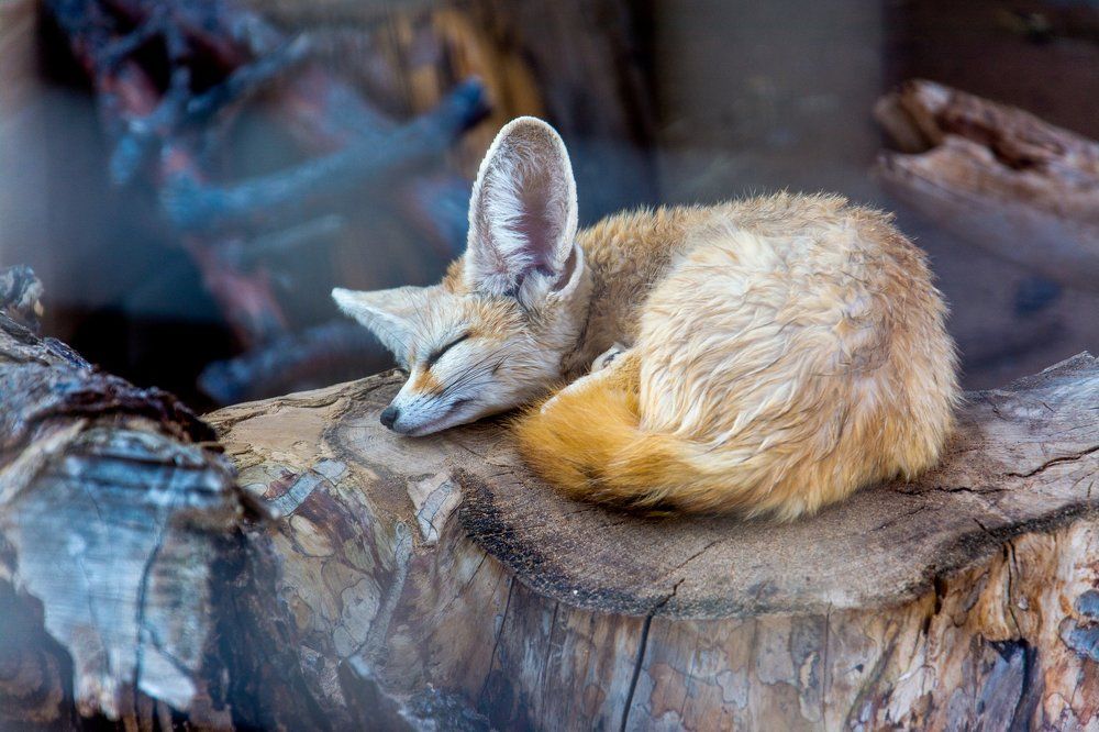 Лисичка фенек