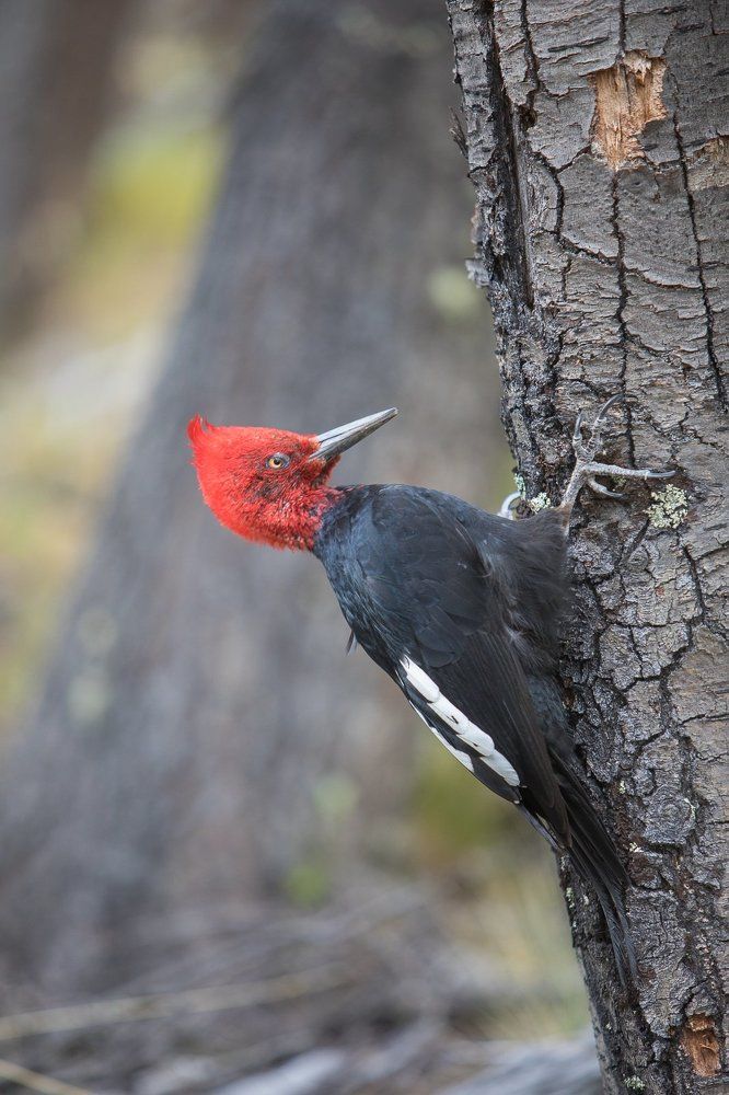Тот самый из мультика