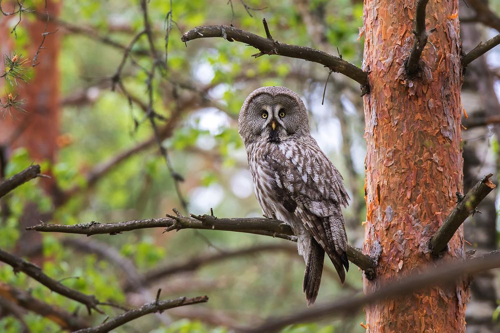 На страже леса