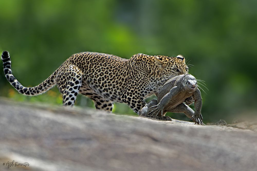 Leopard and Monitor Lizard