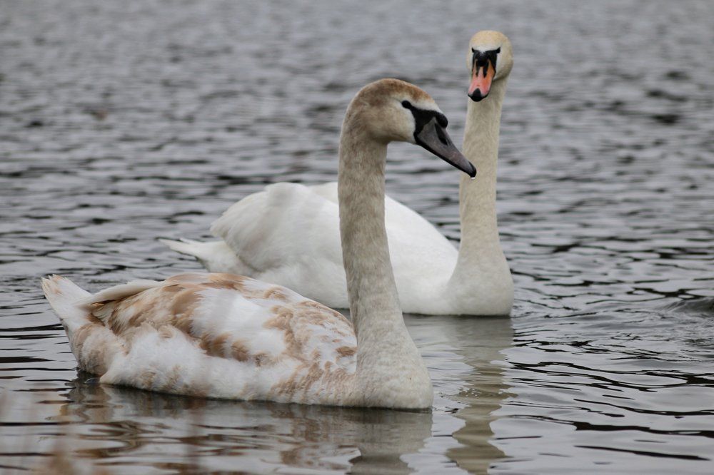 Лебединая верность.