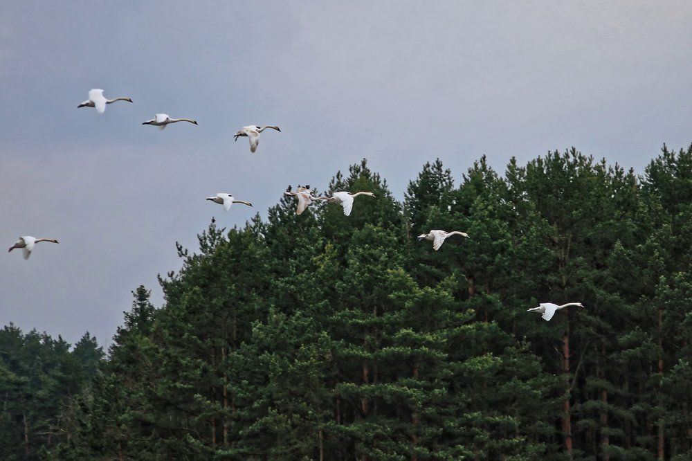Улетают в теплые края.