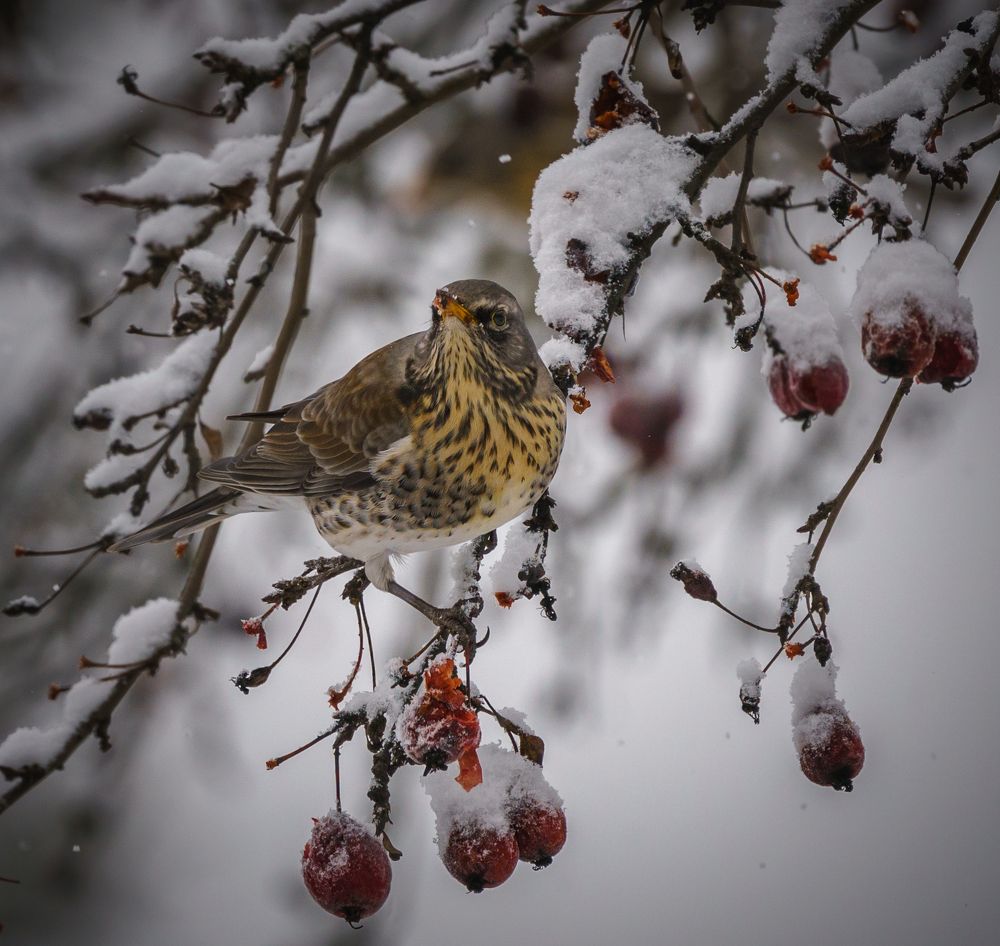 Зимний десерт