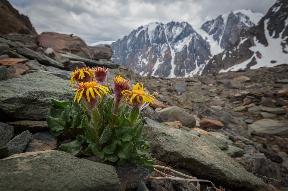 Пепельник Прайса и горы