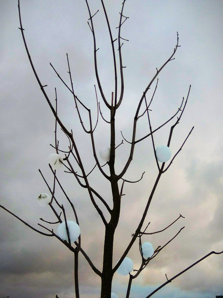 Зимняя грация