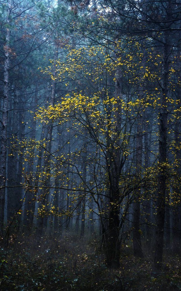 Золотые цветов в тумане