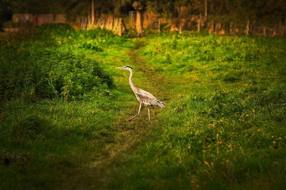 Фотография автора Ольга Строцкая