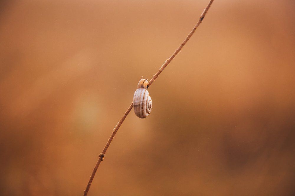Природная симметрия