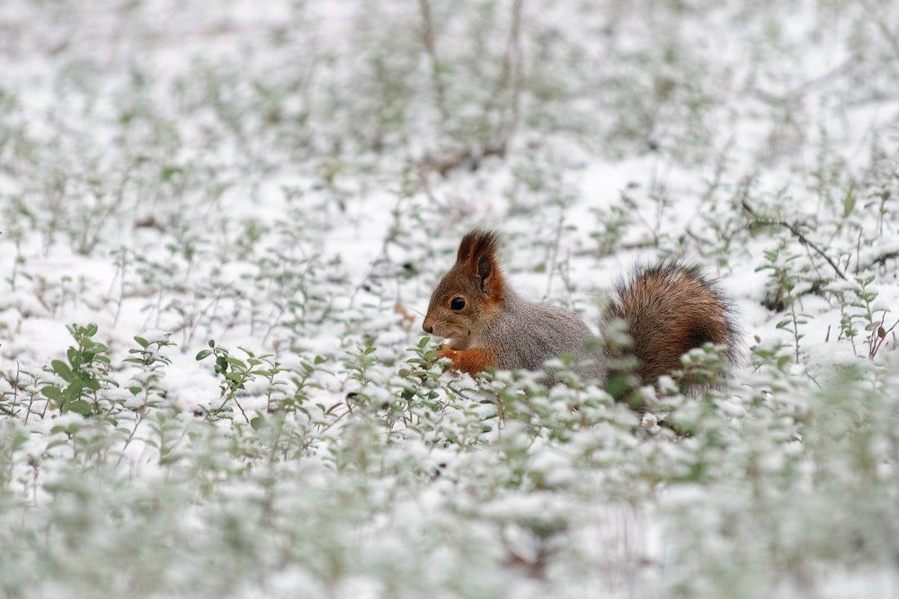 Белка северной осени