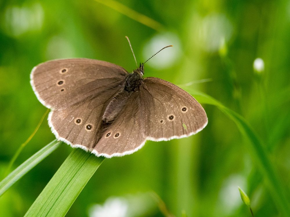 Если не хочется летать - можно расслабится и  погреться