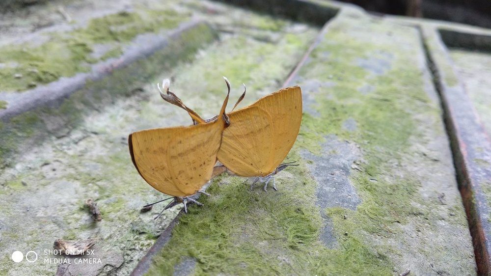 butterflies