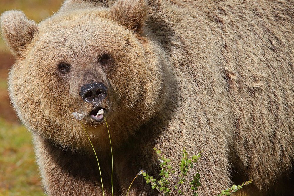 Вкусняшка (Yum-Yum!)