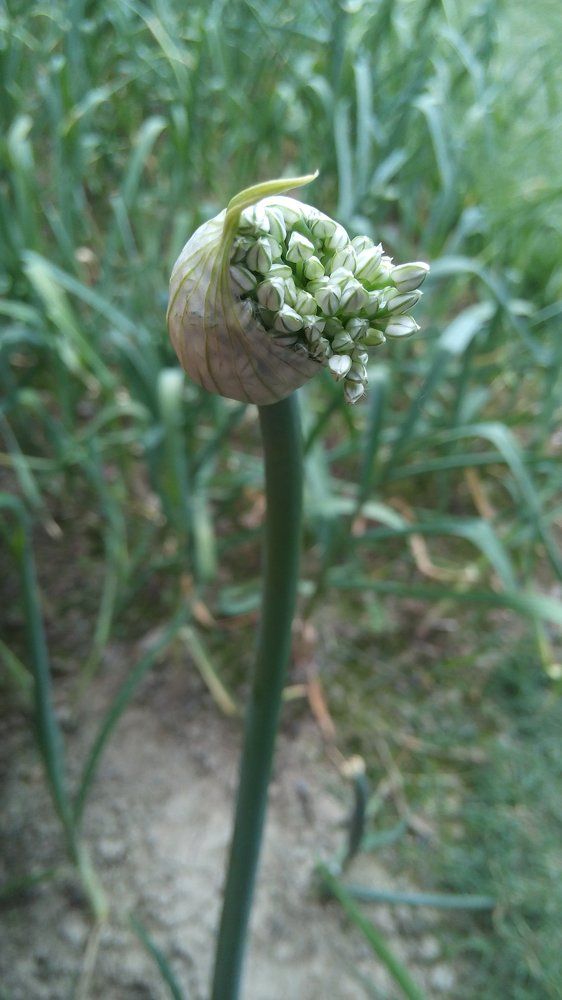 Onion blossom