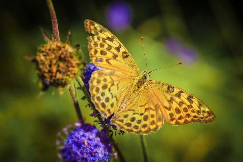 летом на лугу