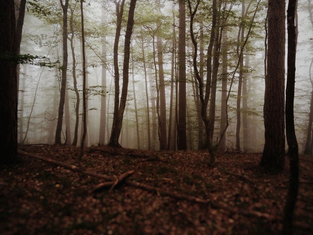 Туман в лесу