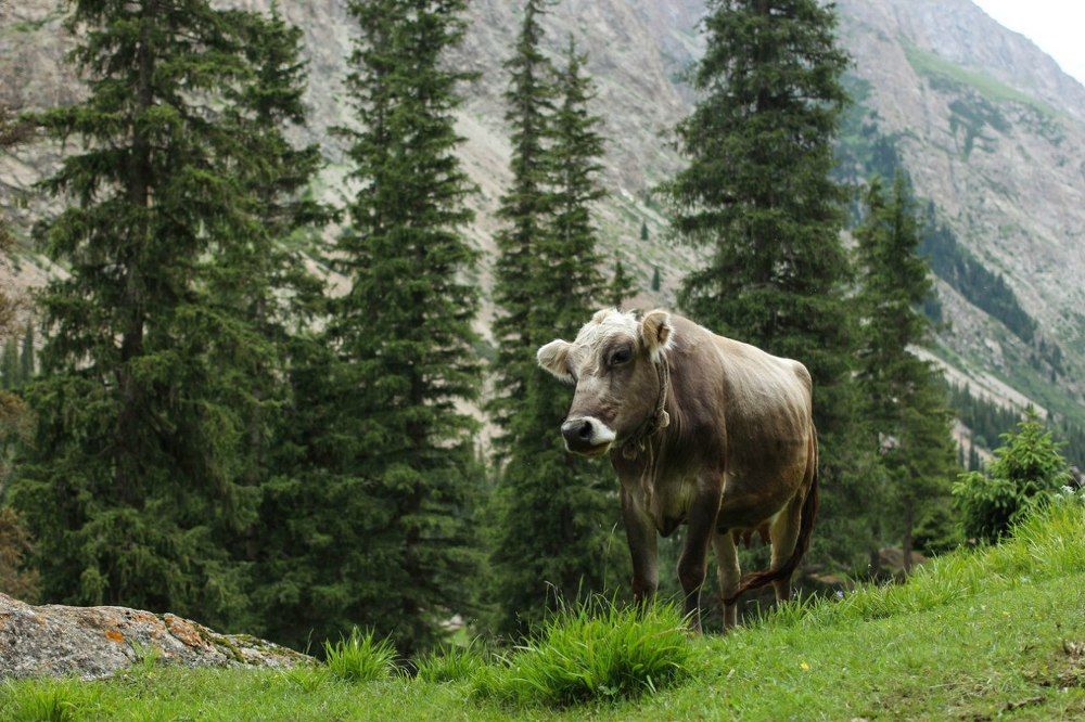 Портрет коровы