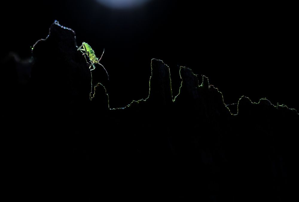 Скалолазка