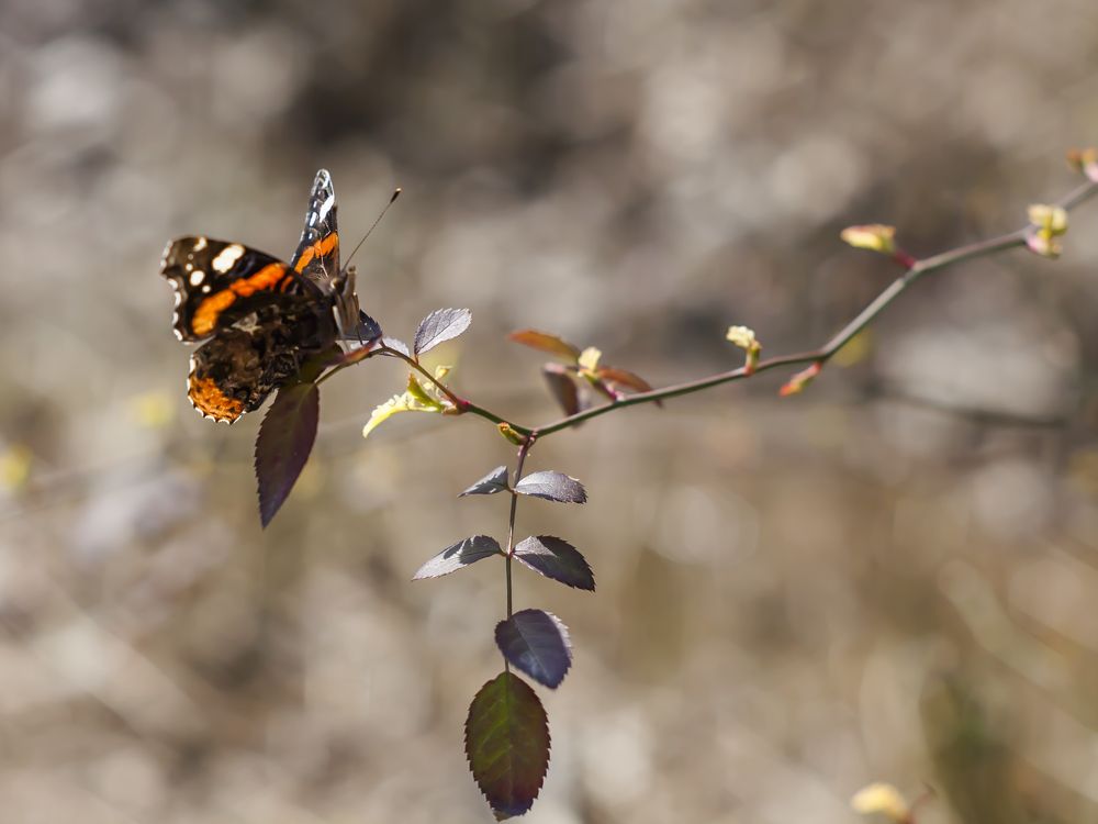 Photograph by Mary Petrova