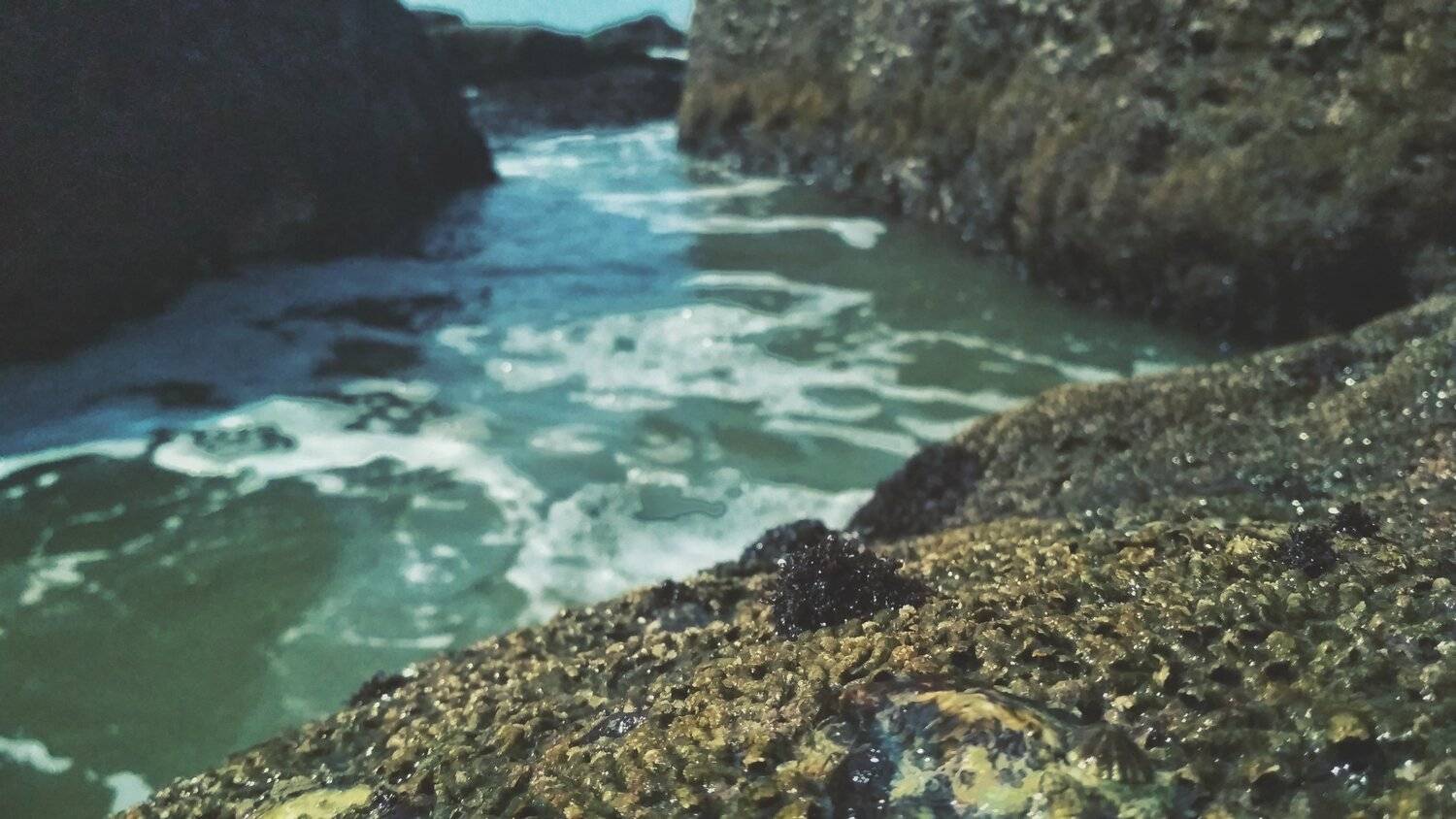 sea life