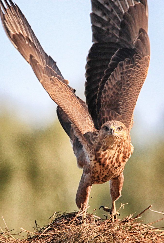 вижу цель- взлетаю!