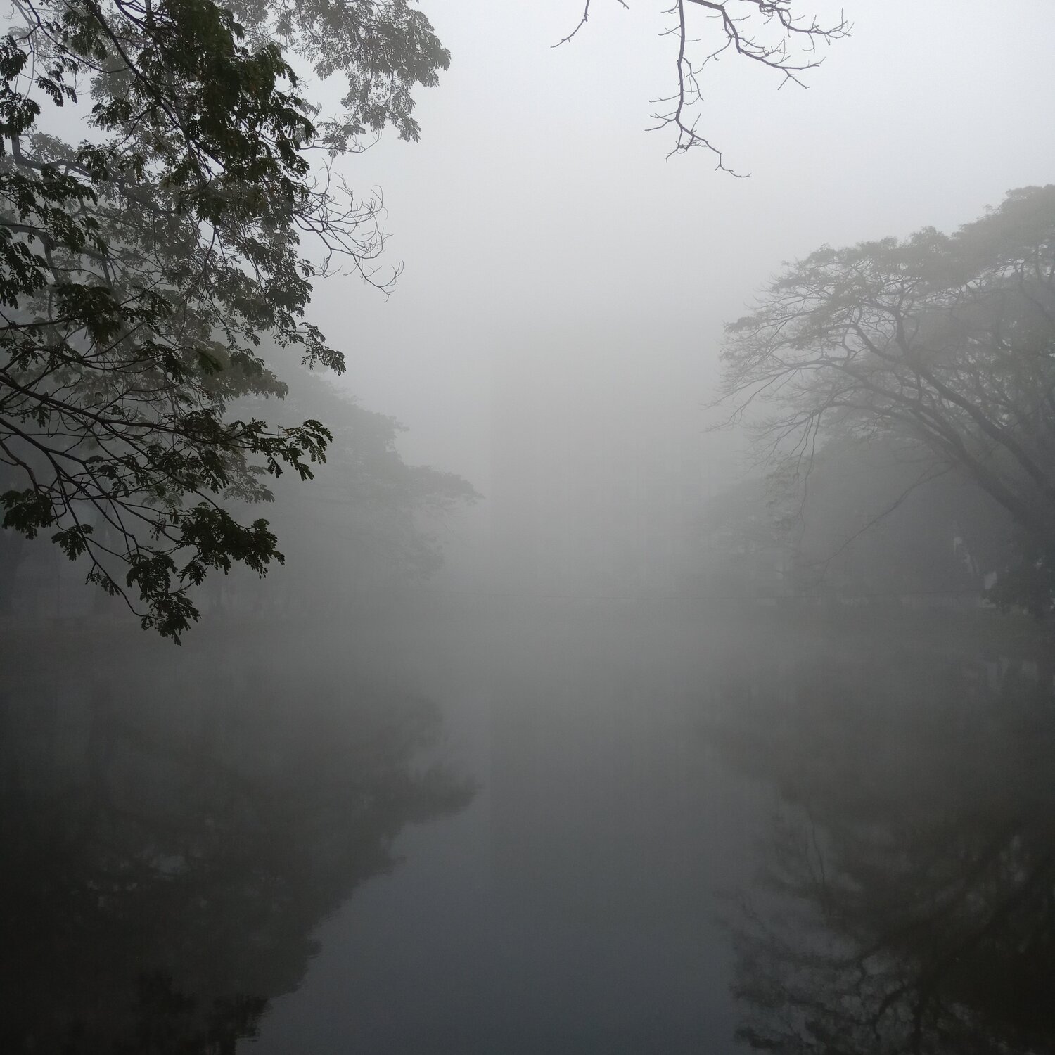 Foggy Morning