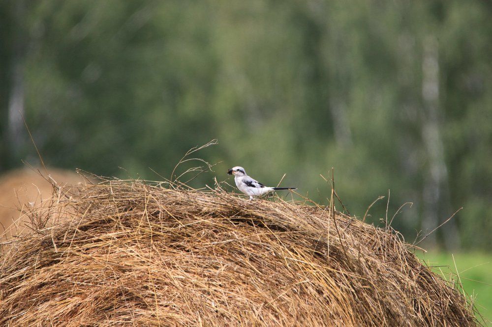 удачная охота