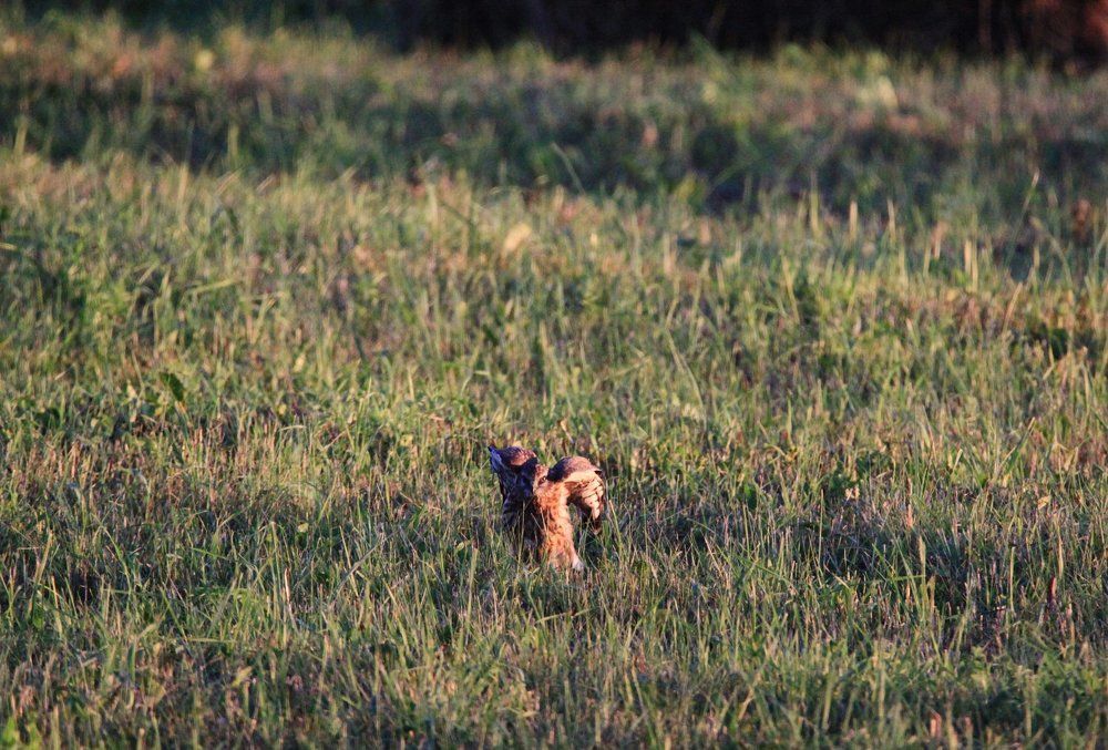 добыча поймана!